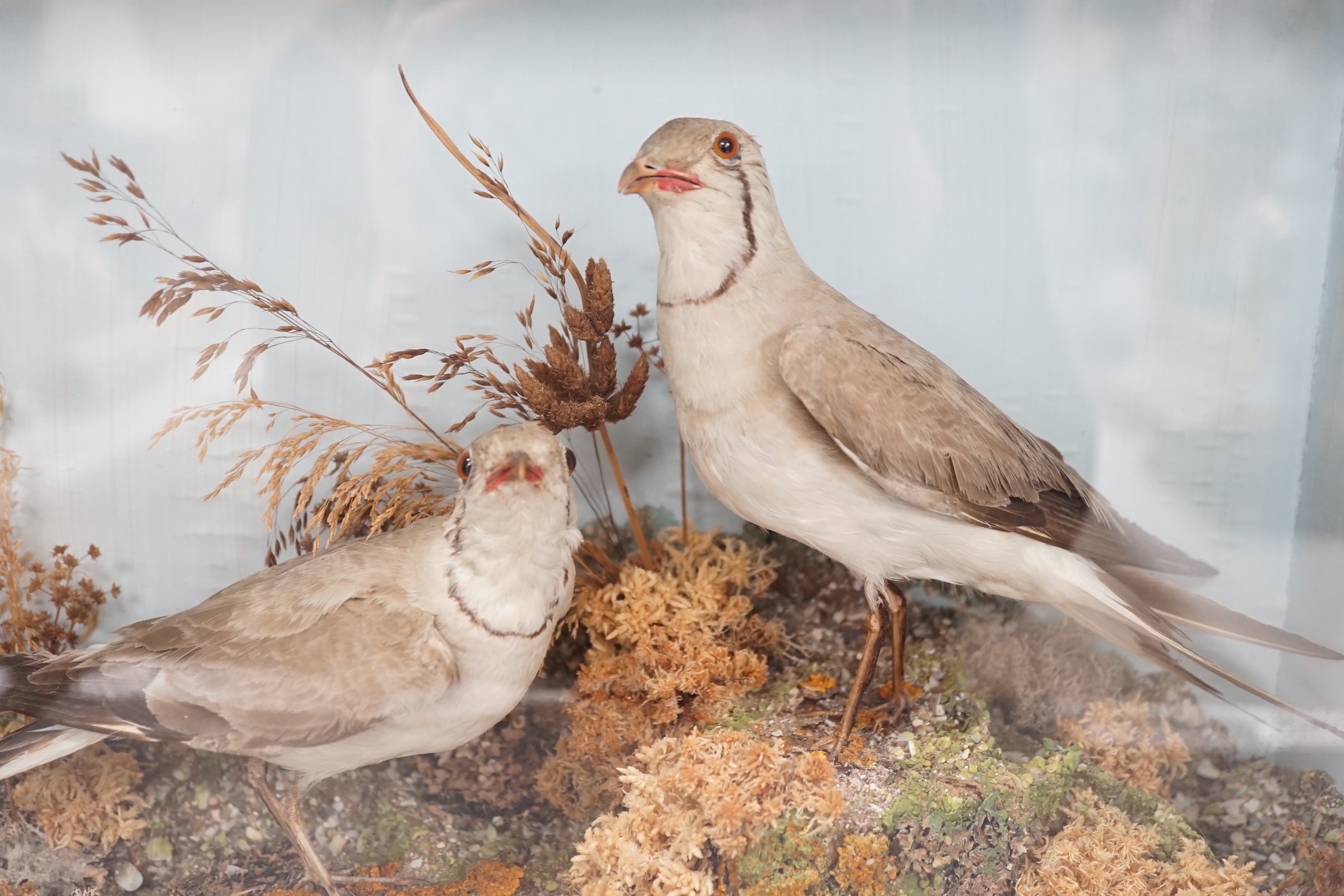 A pair of taxidermy standing Collared Pratincoles in glazed wooden case by T.M. Williams of Oxford St. - 33.5 x 43.5cm